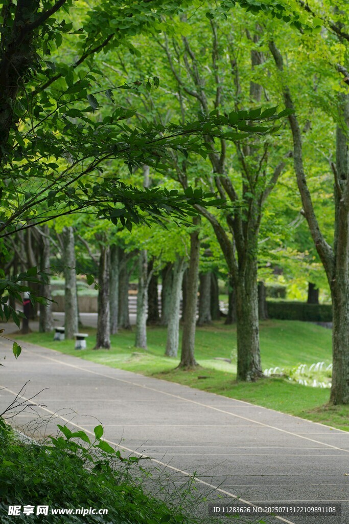 林荫小道