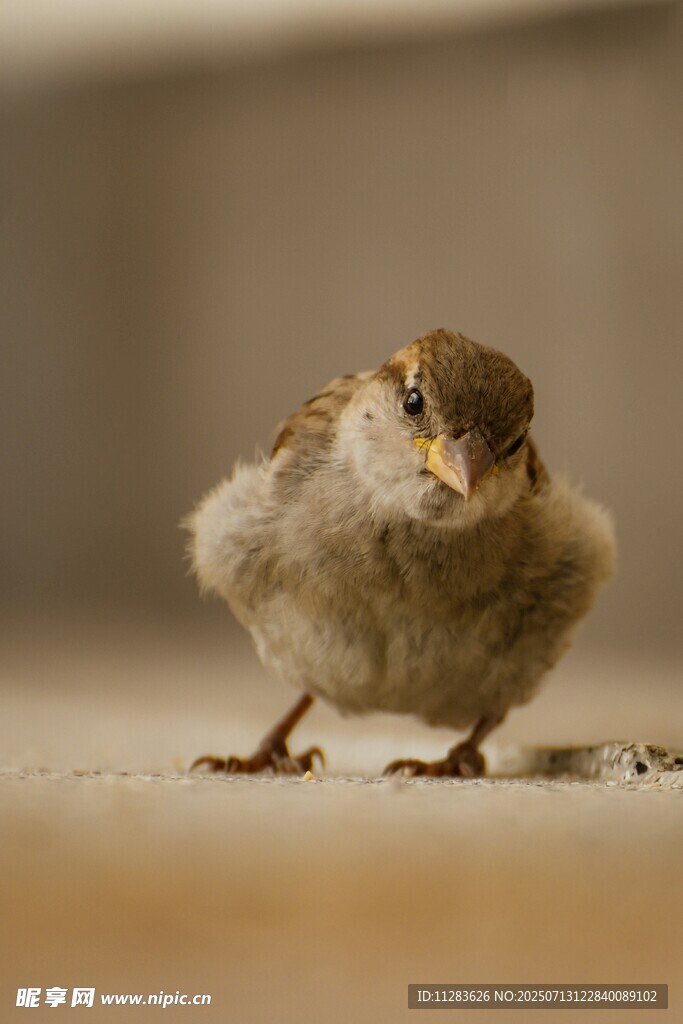 呆萌小鸟站立瞬间