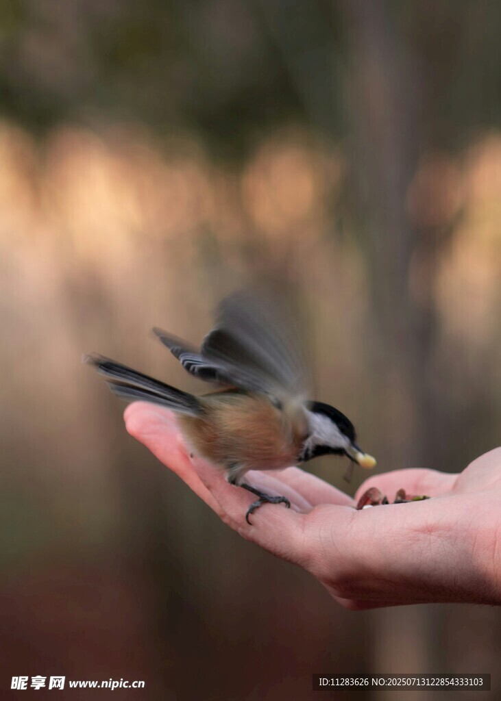 掌心停落的小鸟