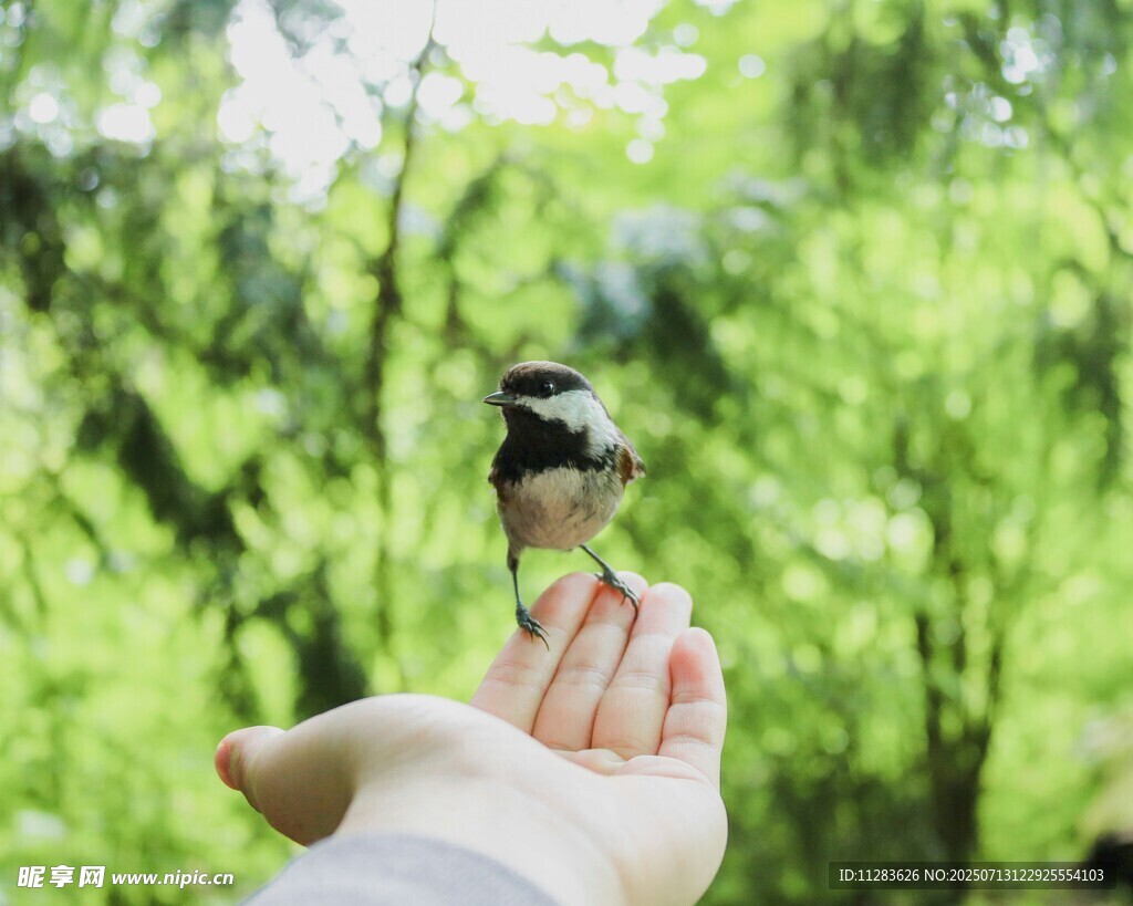 掌心停落的小鸟