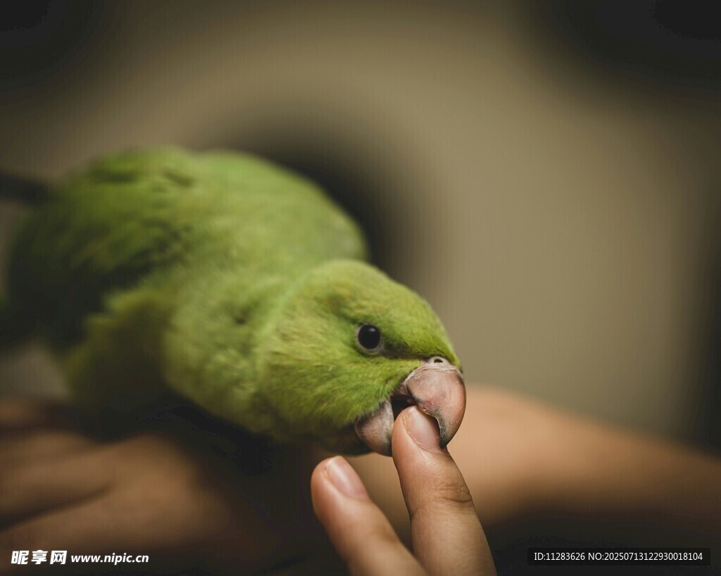 手心上的翠绿鹦鹉