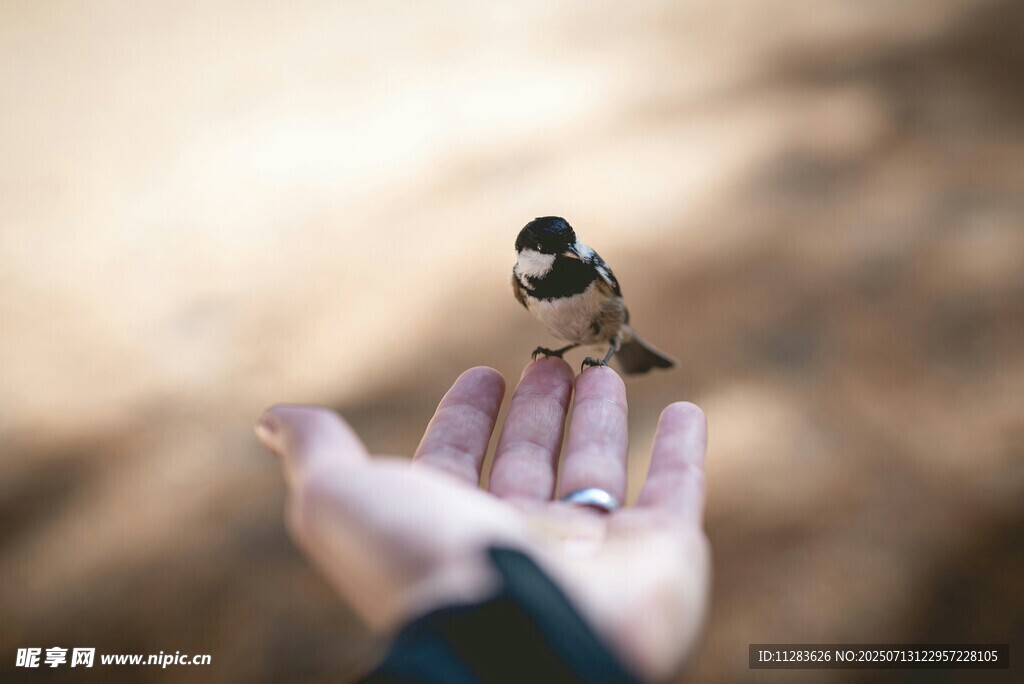 掌心小鸟