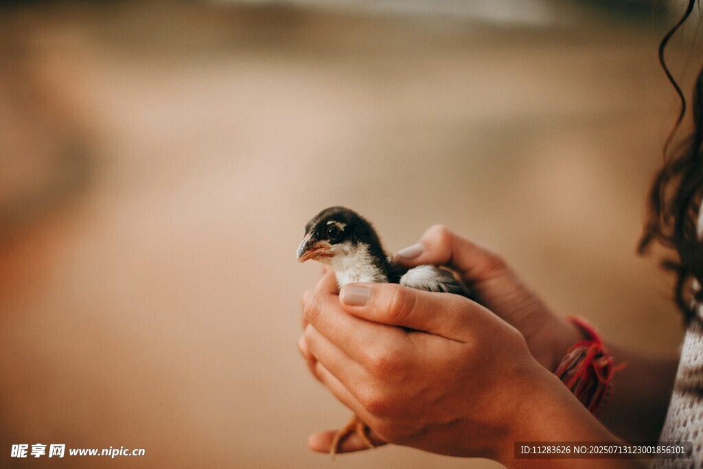 手捧小鸟的温馨瞬间