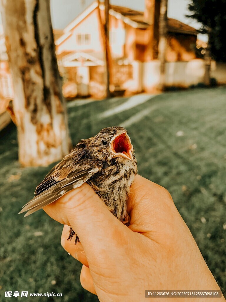 手托张嘴小鸟