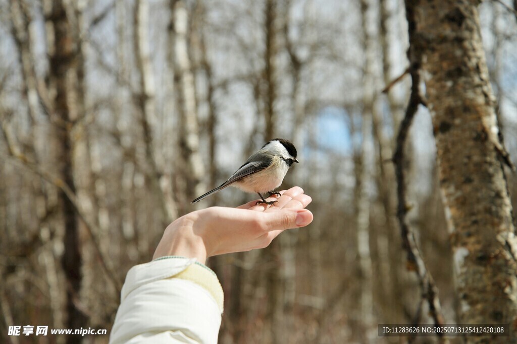 手托小鸟于林间