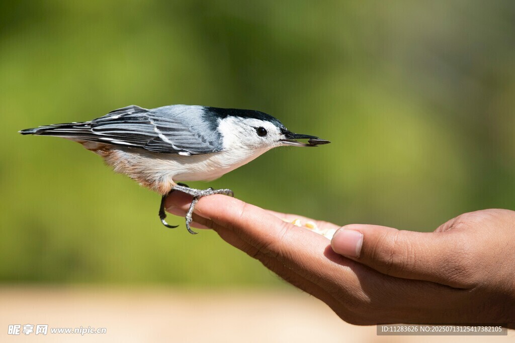 小鸟停留在人手掌上