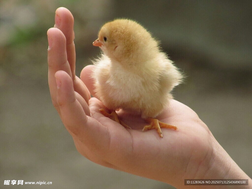 掌心的小黄鸡
