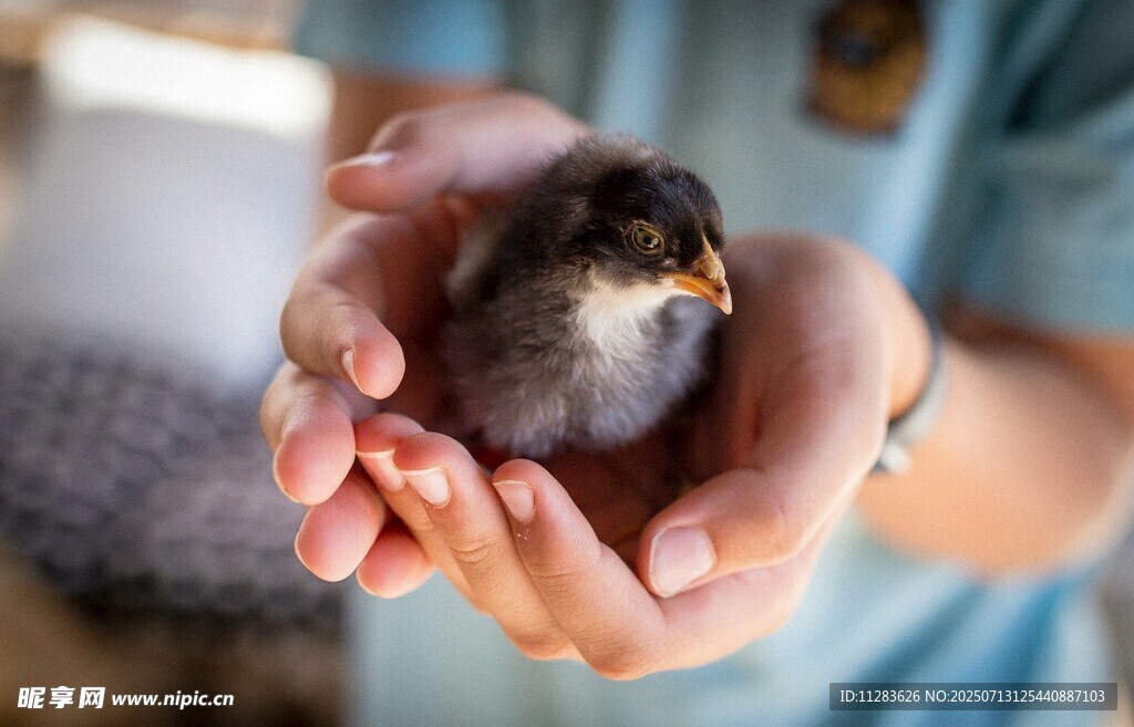 掌心的小雏鸡