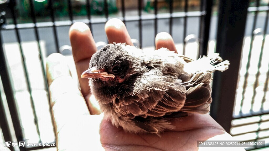 手中的奇特菌类