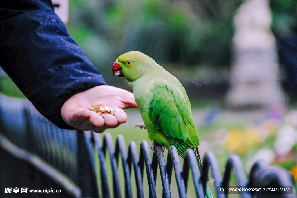手喂绿鹦鹉