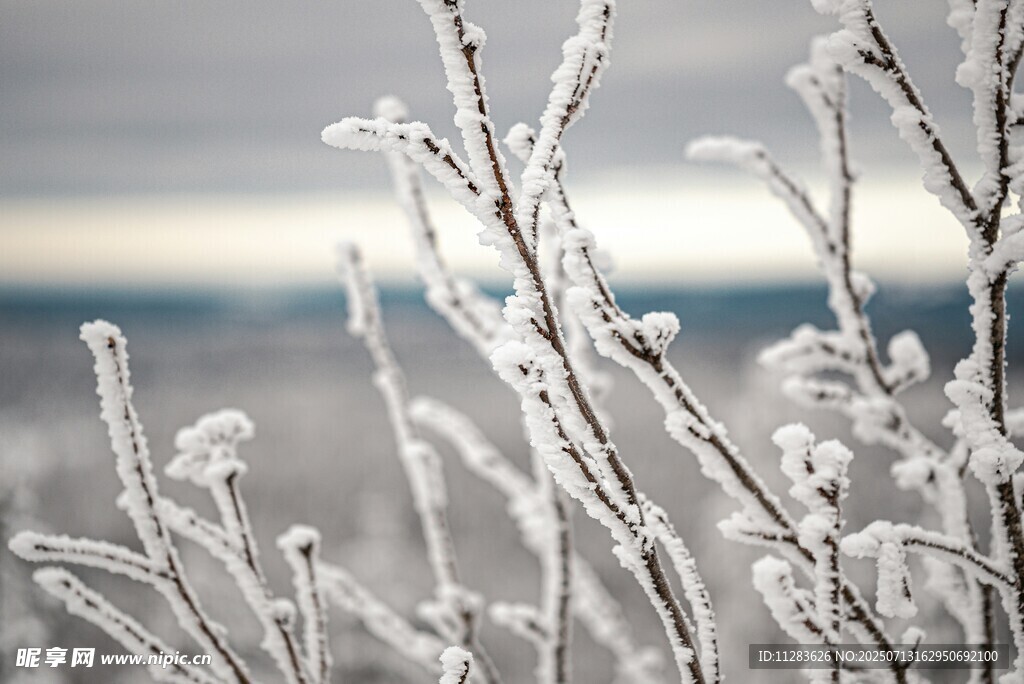 冬日霜覆树枝美景