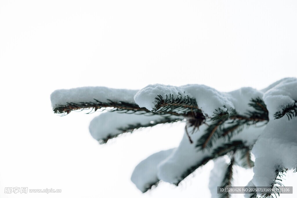 枝头覆雪的翠绿松枝