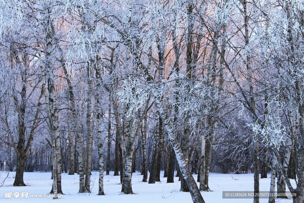 冬日雪林美景