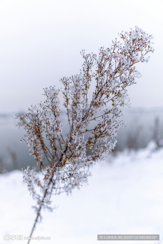 雪覆枝桠的冬日景致