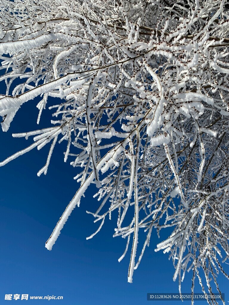 枝头覆雪映蓝天