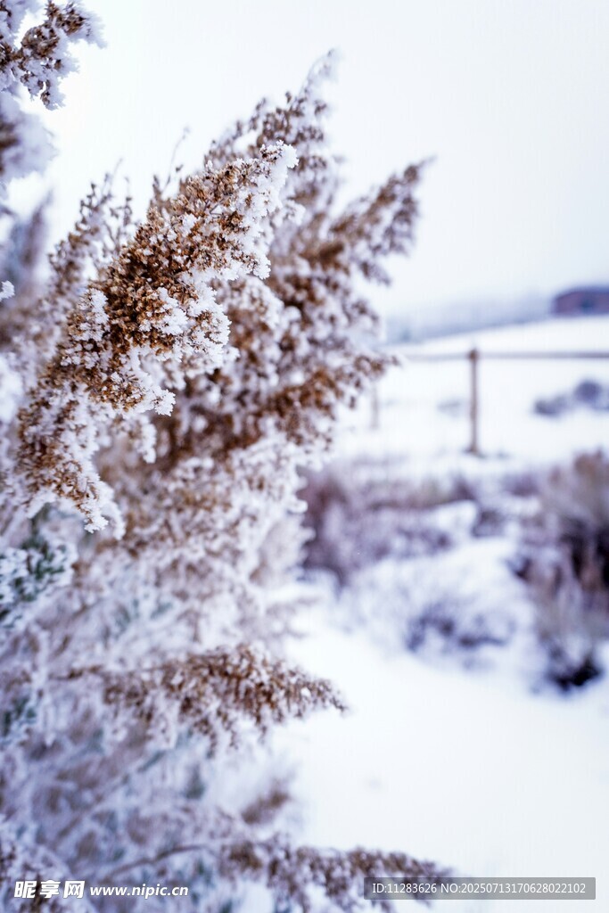 雪覆枝叶的冬日景致