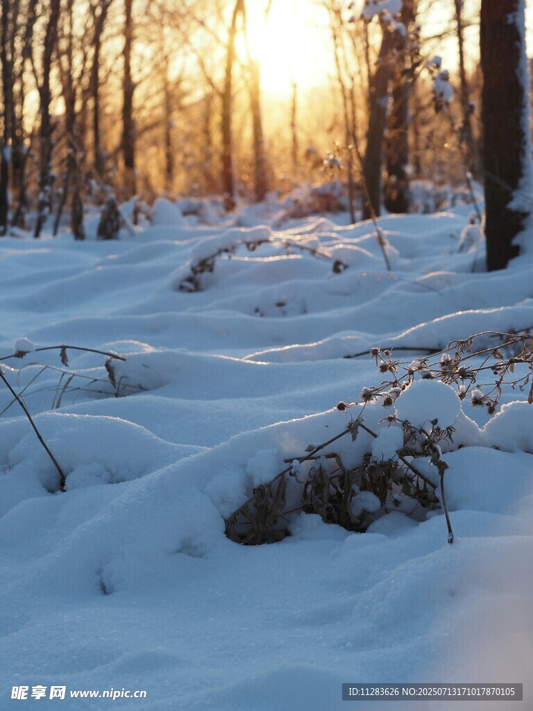 冬日雪林夕阳美景