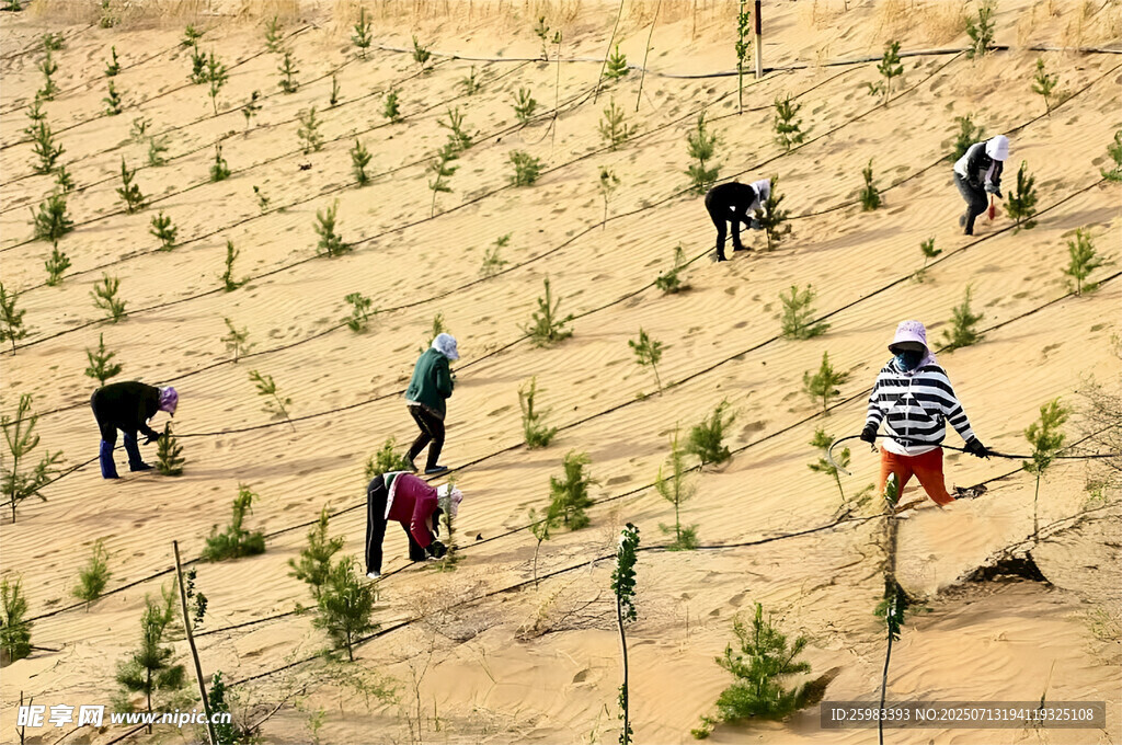 沙漠植树