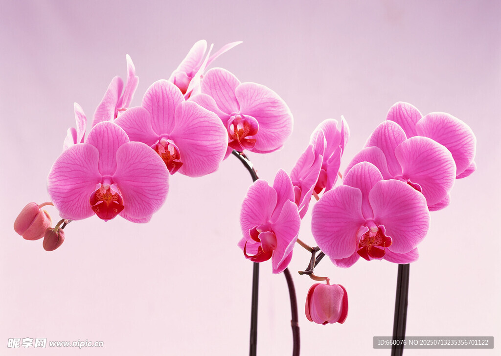 粉色娇艳蝴蝶兰绽放