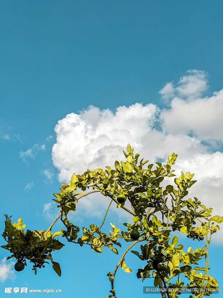 蓝天绿树间的清新景致