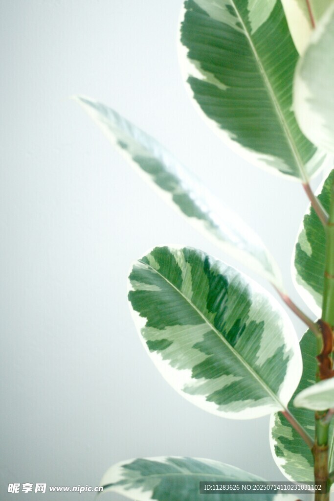 清新绿植叶片特写