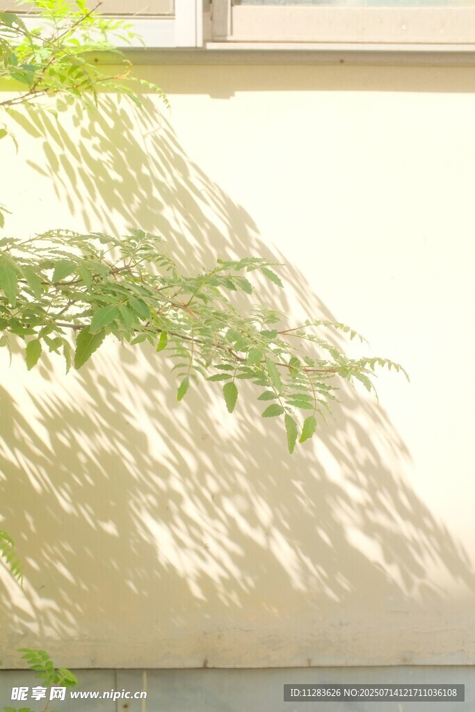 墙上映着绿植的光影