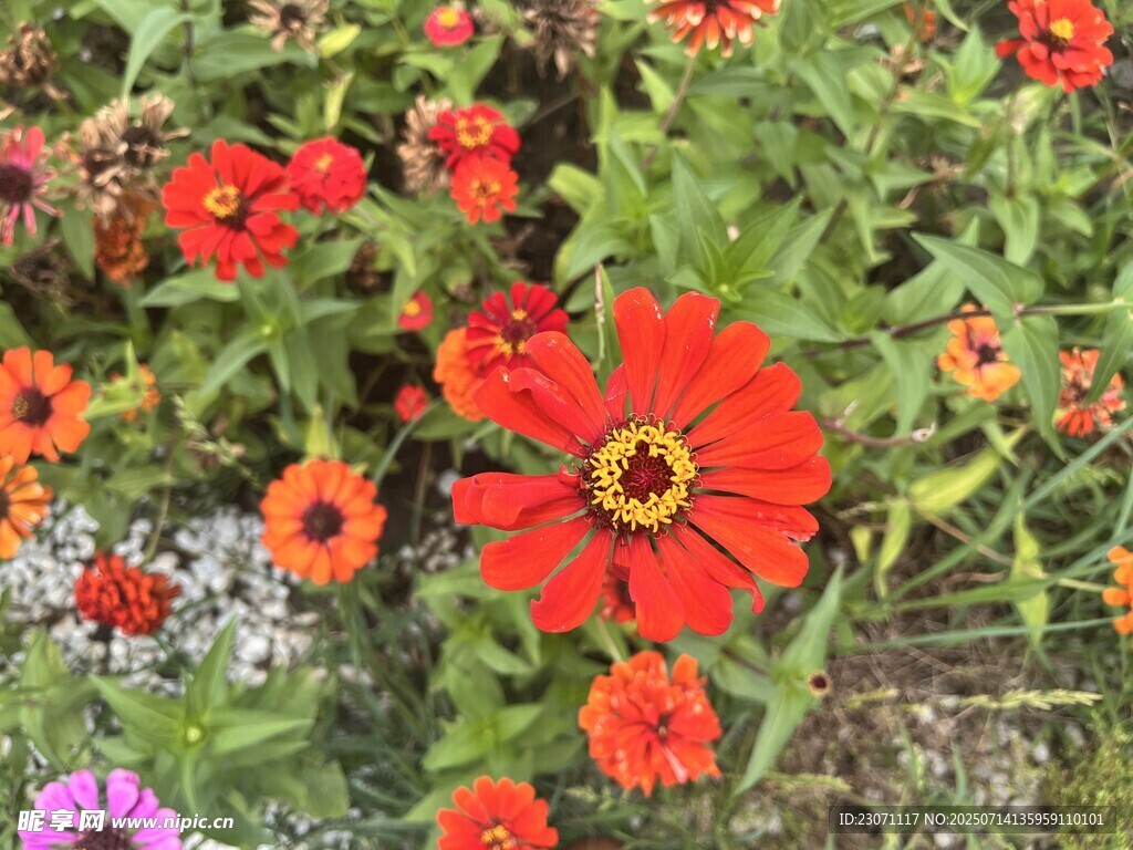 百日菊