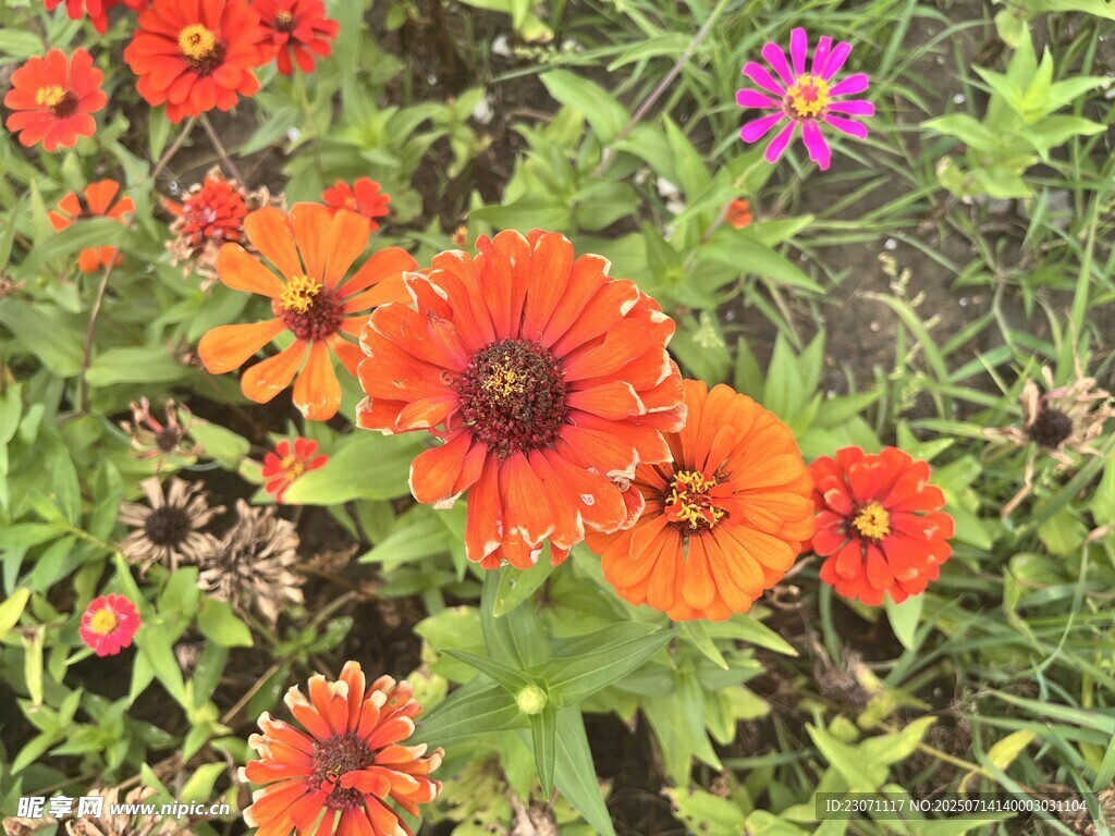 百日菊