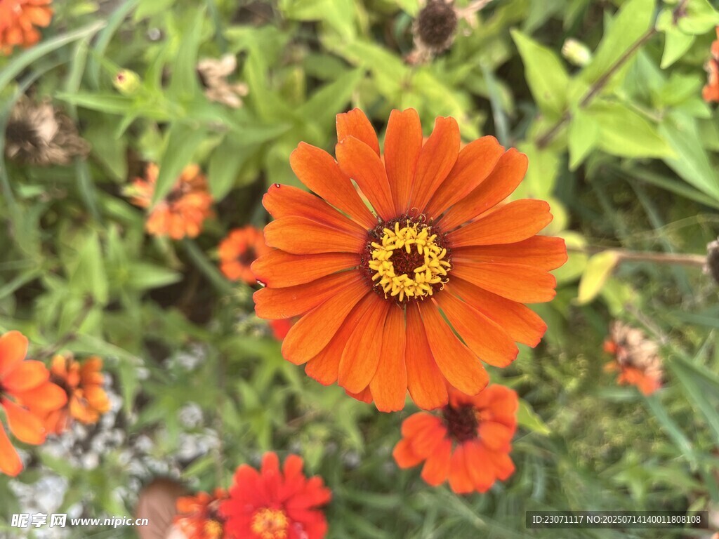 百日菊