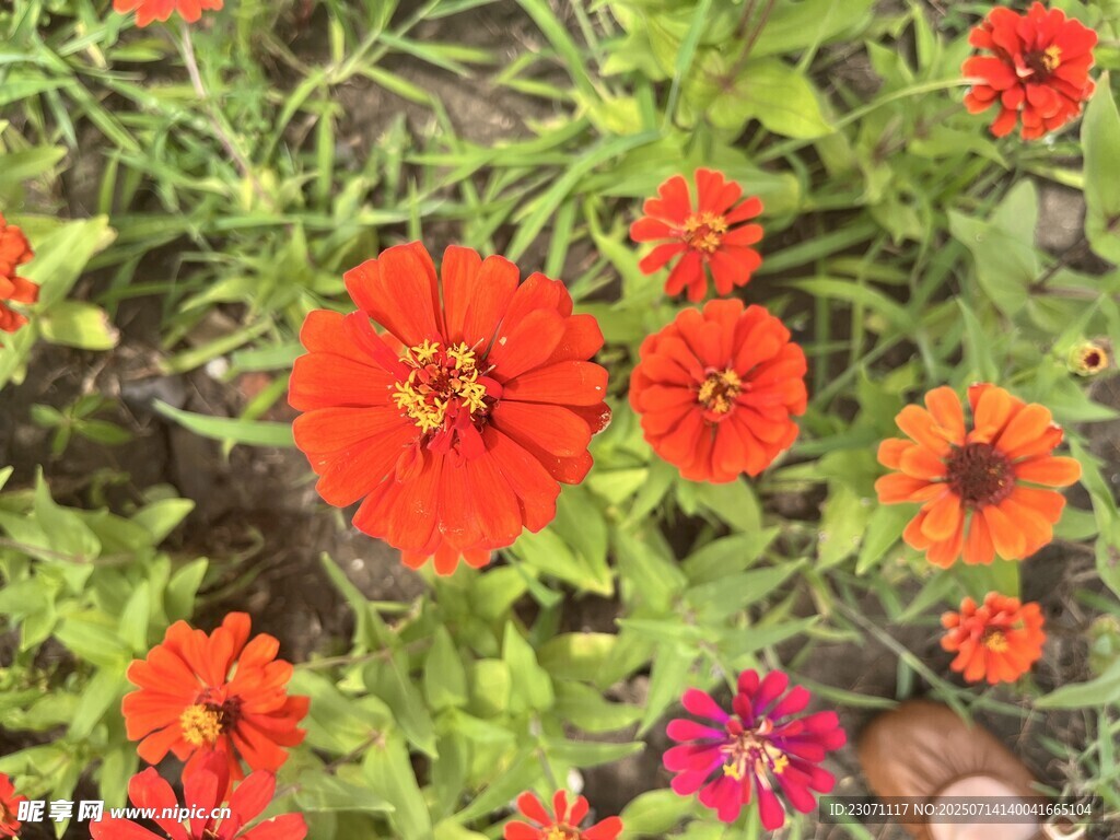 百日菊