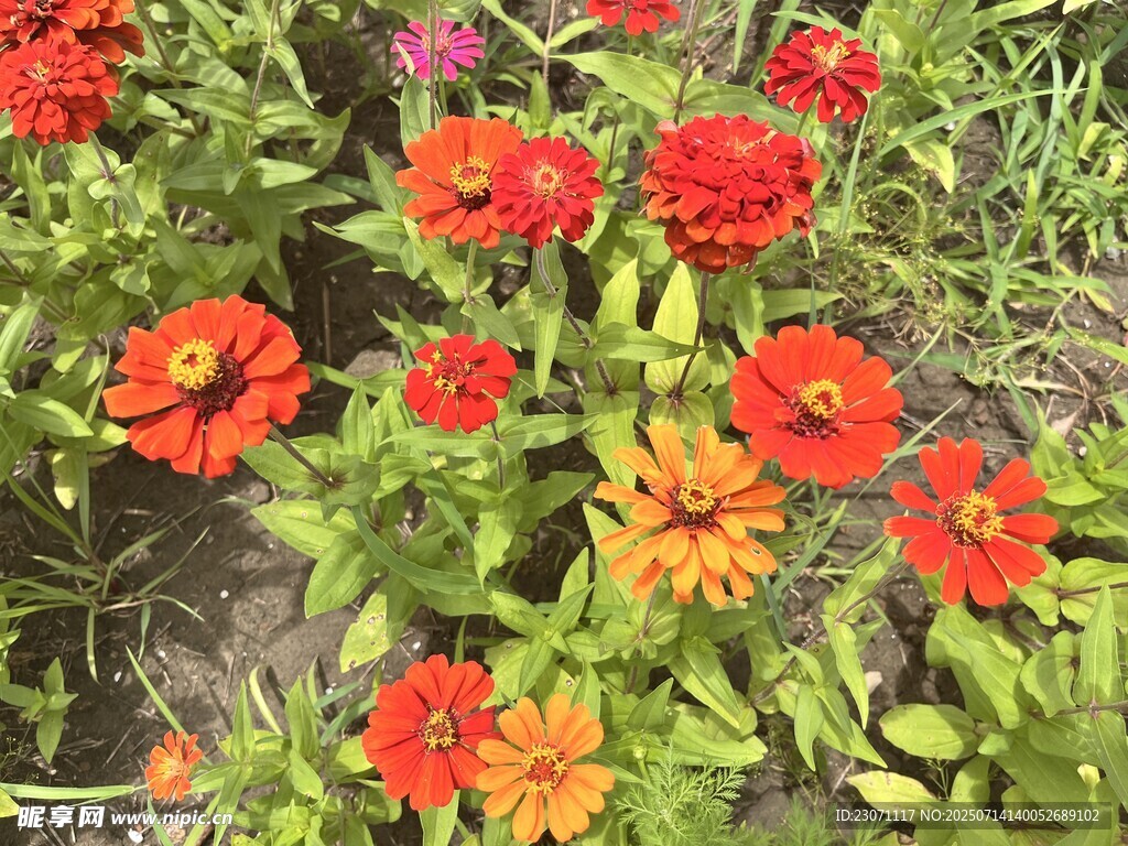 百日菊