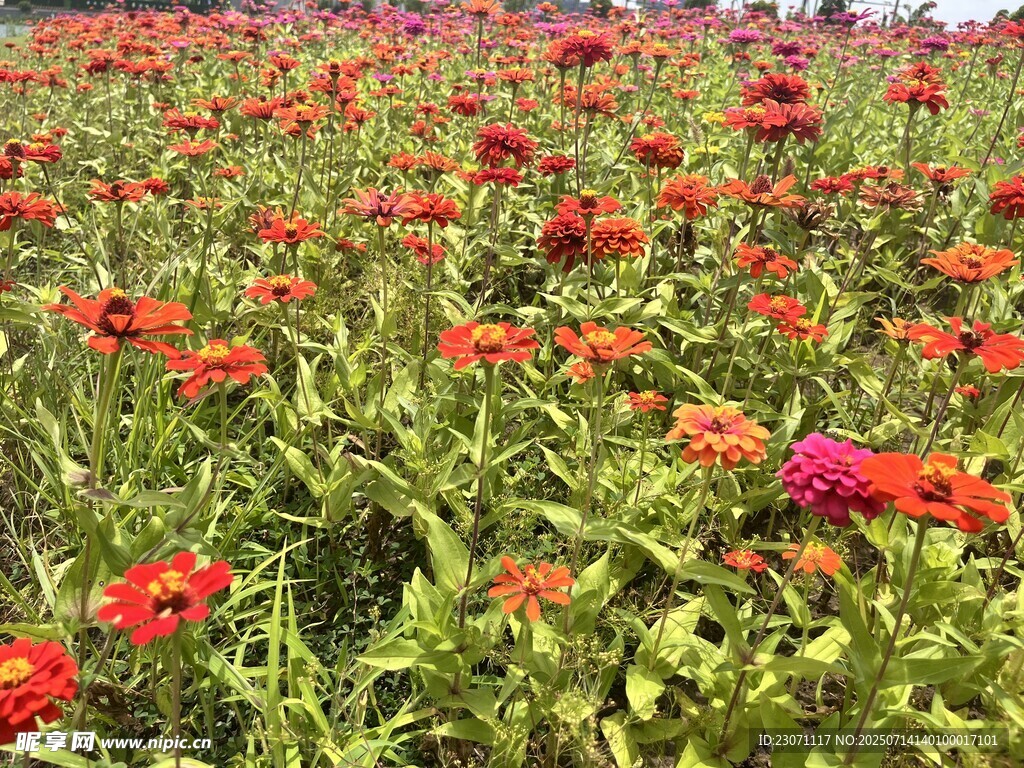 百日菊