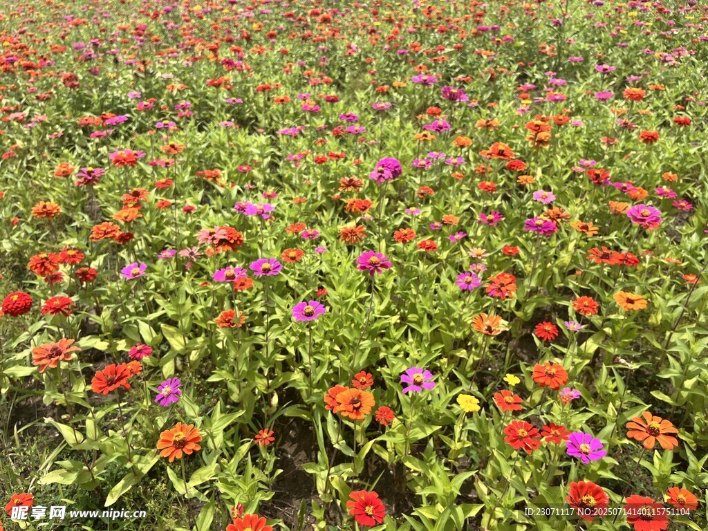 百日菊