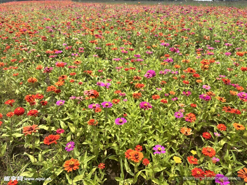 百日菊