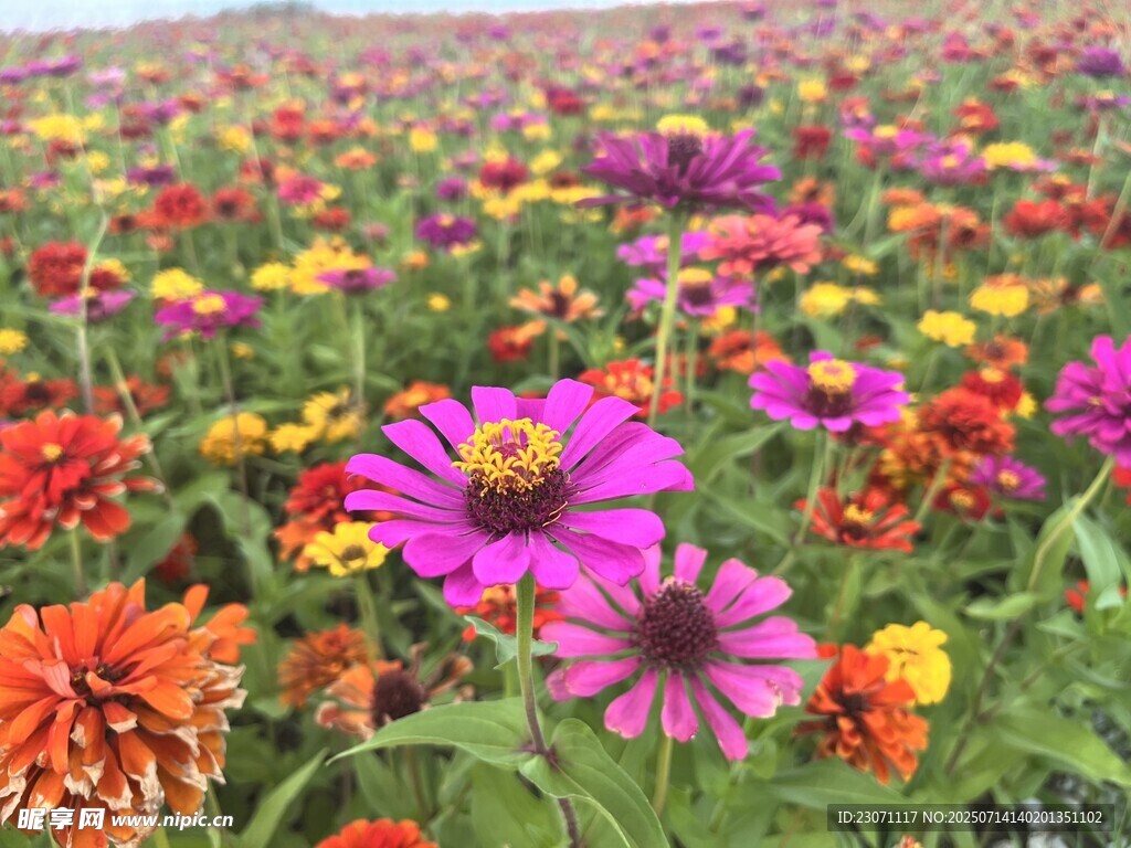 百日菊