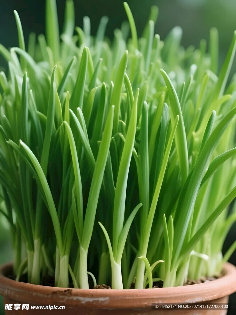 青葱栽培