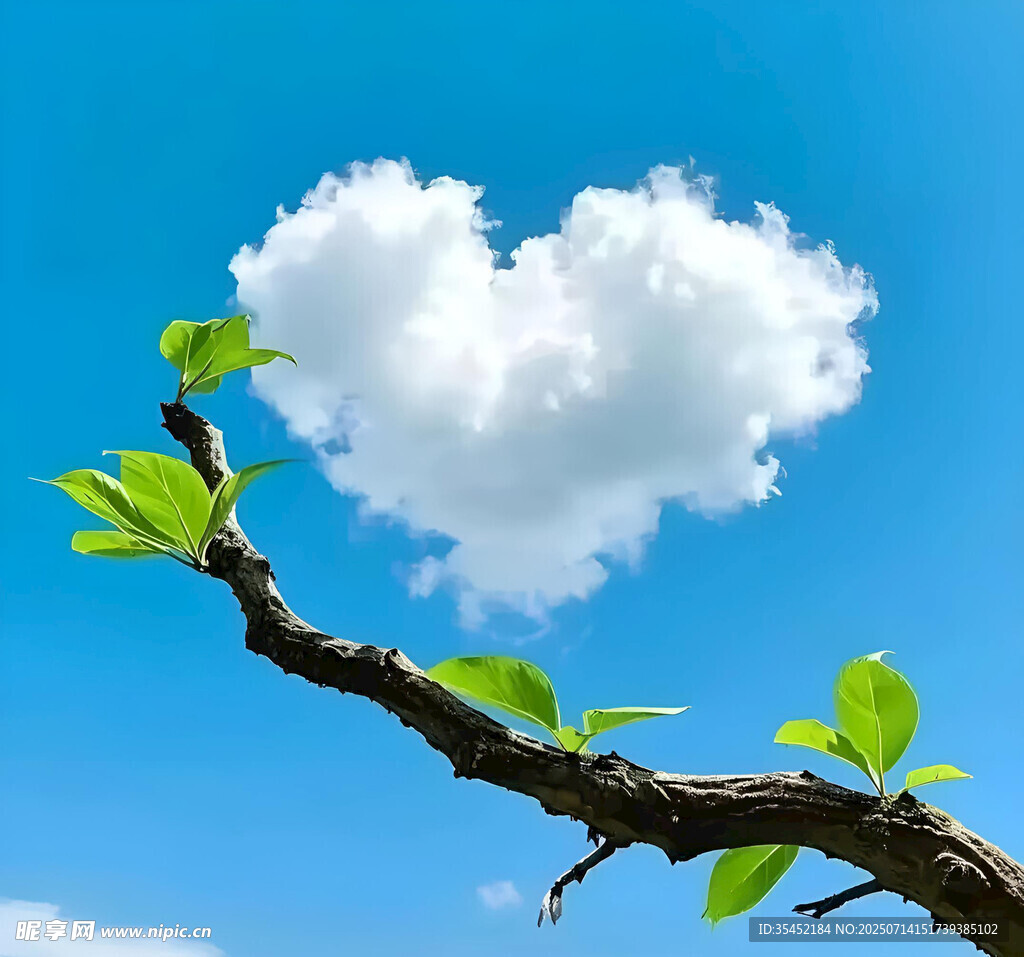 云朵下的树枝