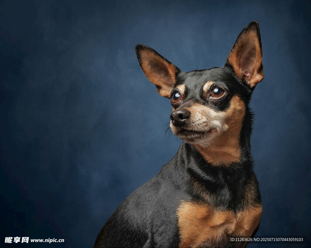 可爱迷你杜宾犬肖像