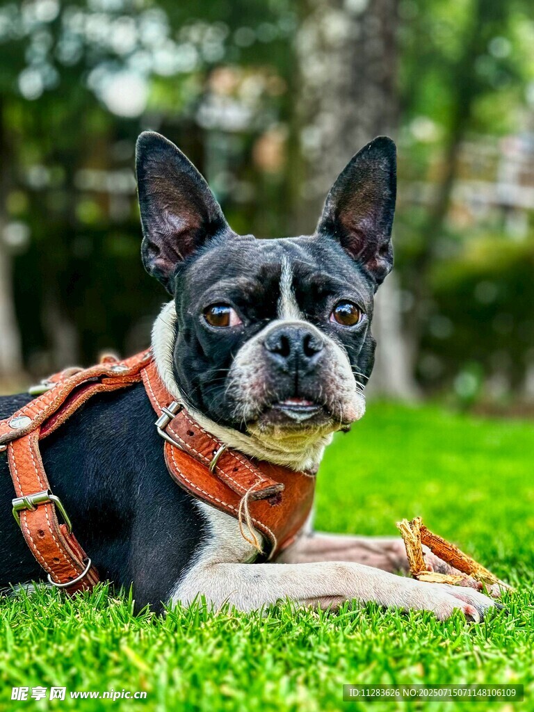 趴着的波士顿梗犬