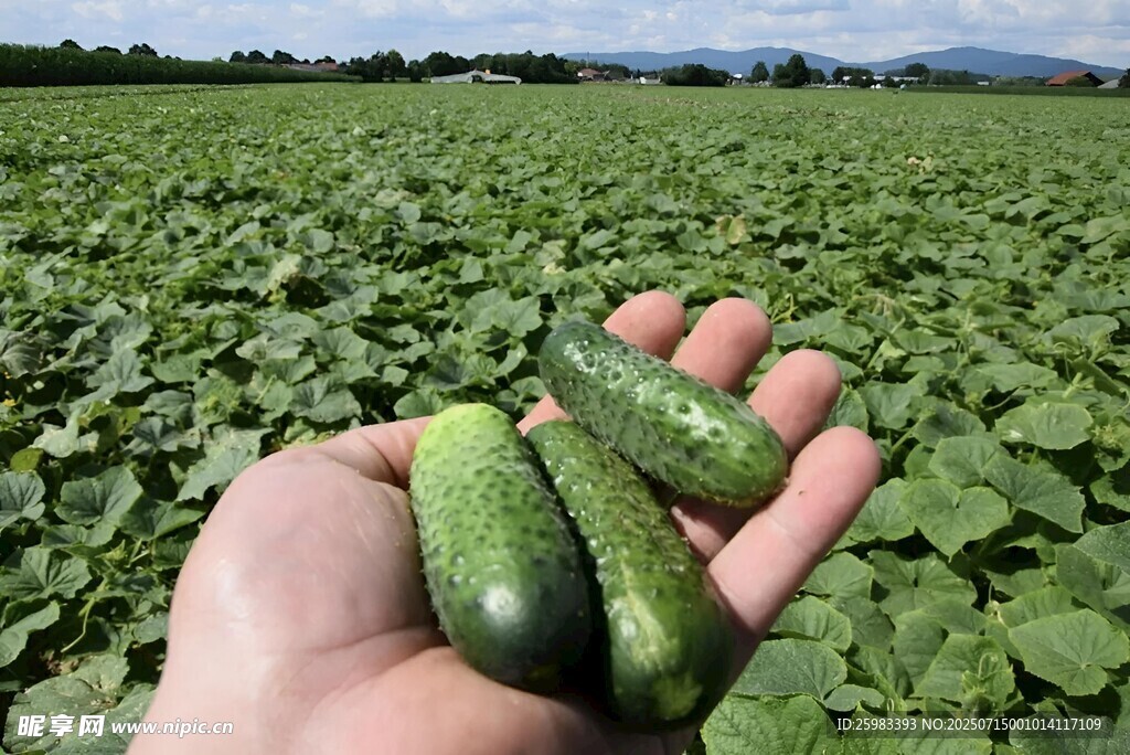 黄瓜栽培