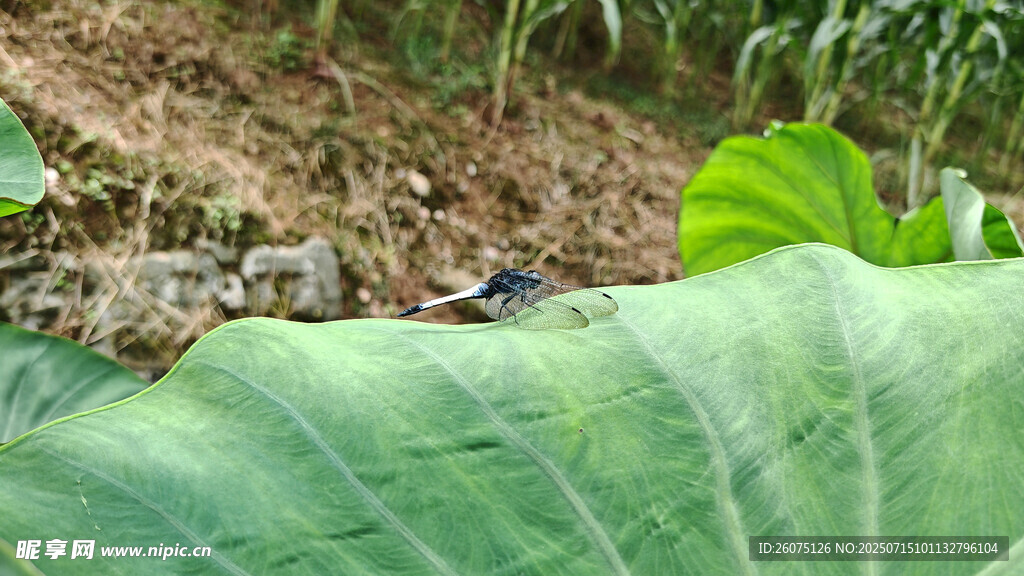 绿叶葱茏的田园景象