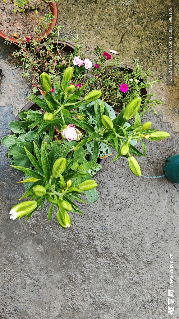 庭院盆栽百合花卉