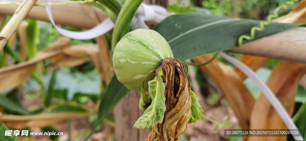 新结的南瓜挂枝间