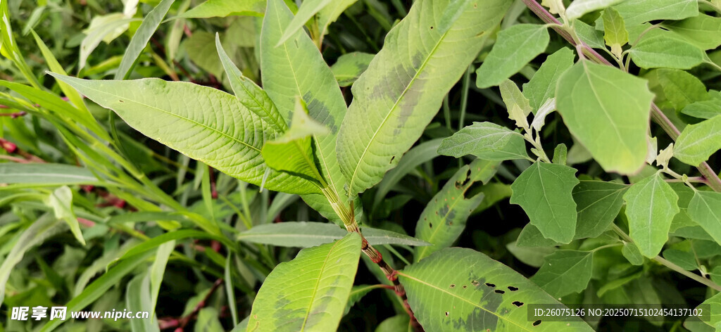 绿叶植物特写