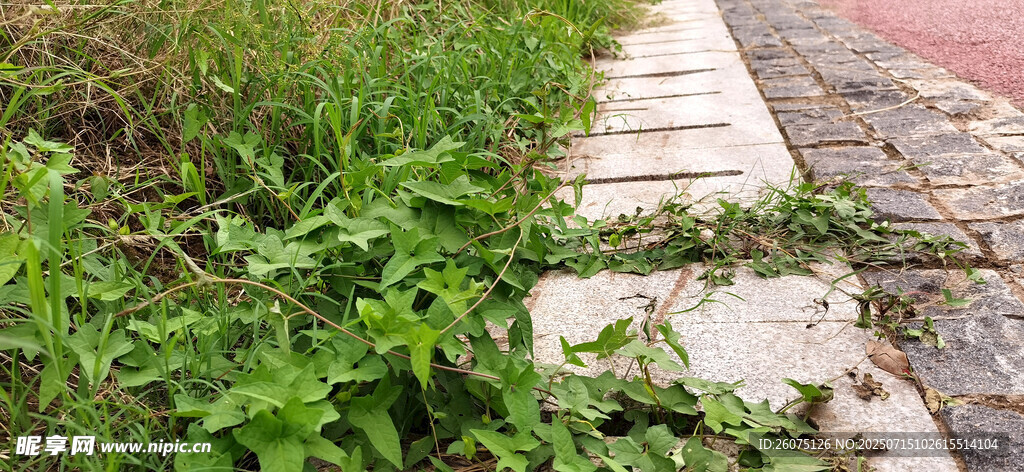 路边牵牛花生长景象