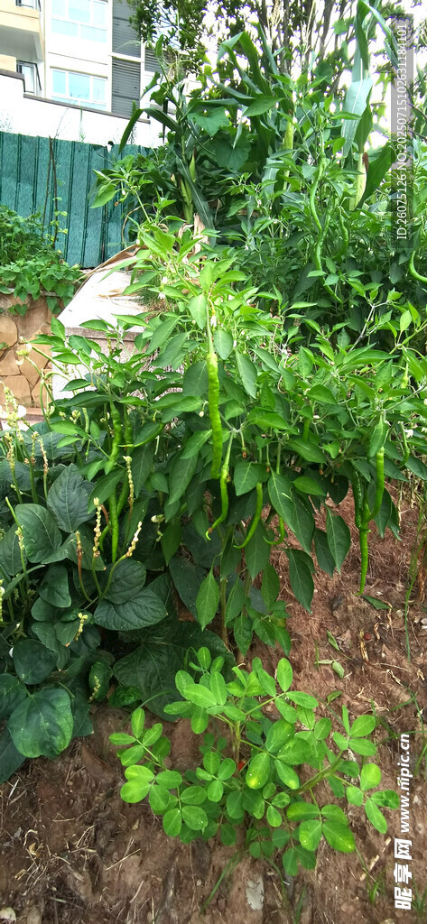 菜园中的翠绿辣椒植物