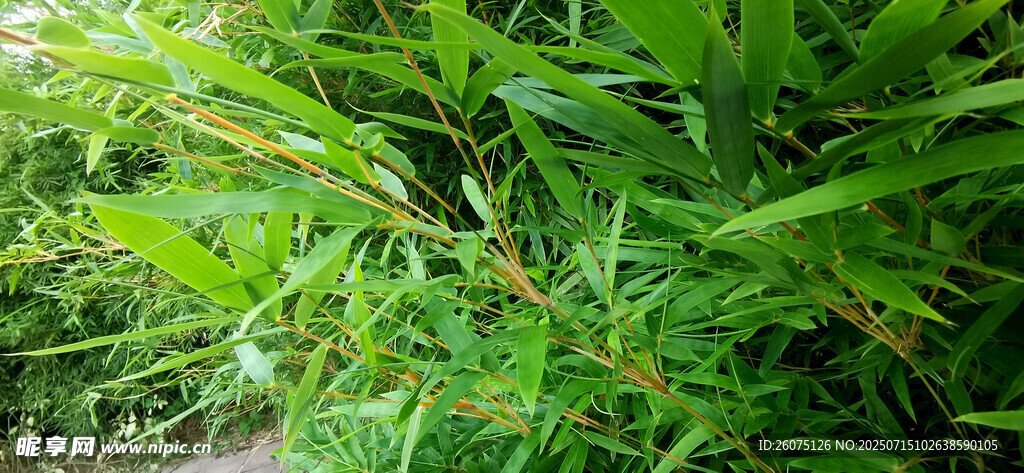 翠绿繁茂的金竹景观