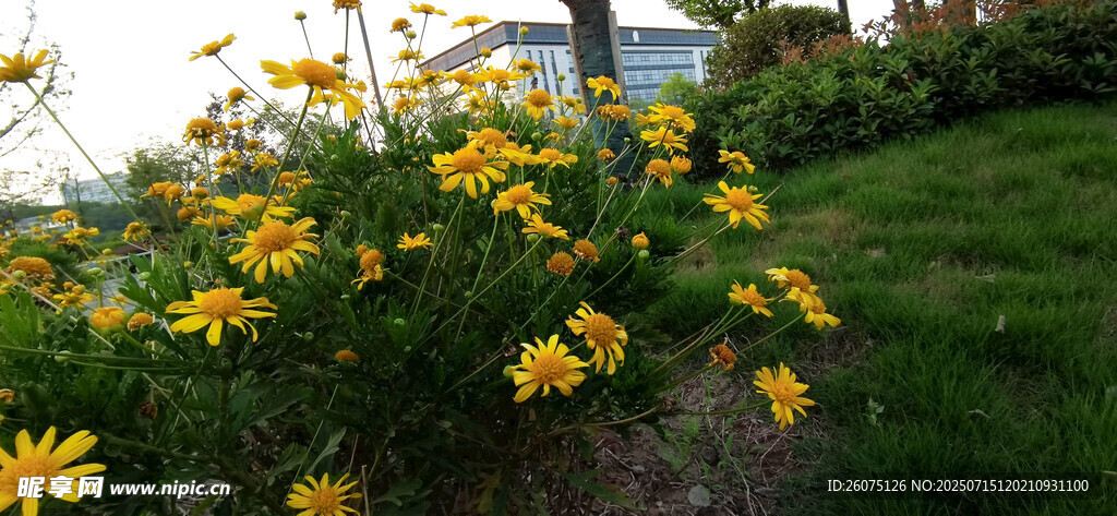 花园中的灿烂黄色菊花