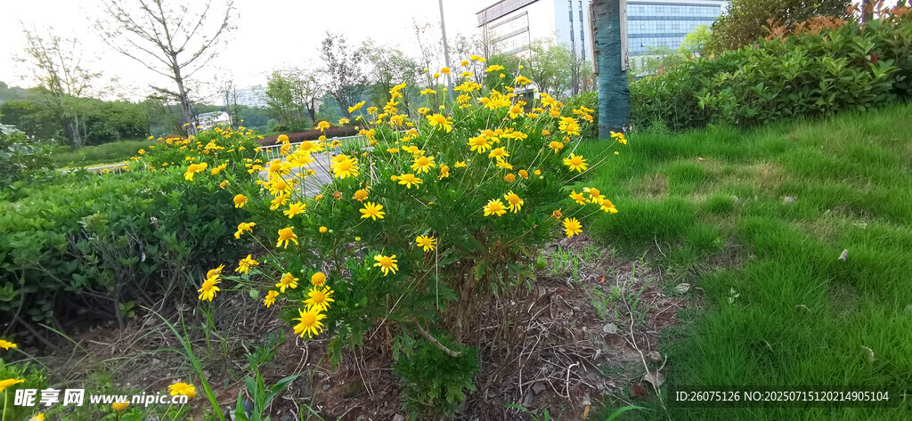 花园中的黄色菊花绽放