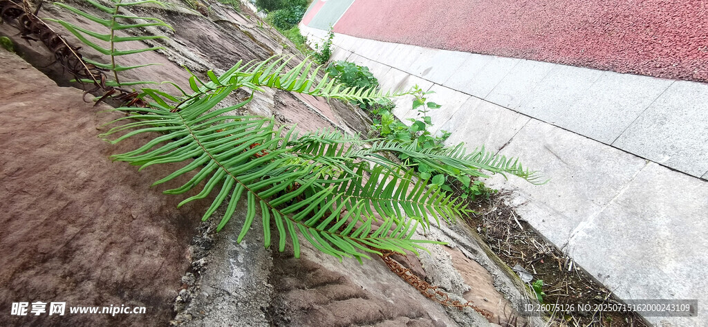 石缝中生长的翠绿植物
